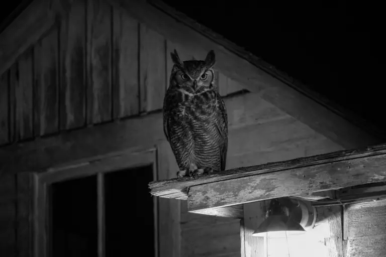 Great Horned Owl at the Eaves