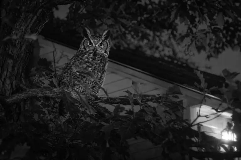Owl Interpretation at Night