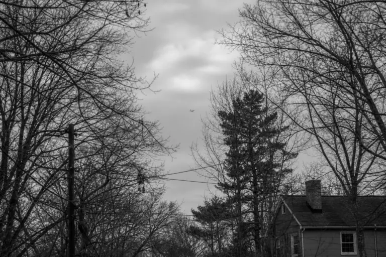 Limited View Through Winter Trees
