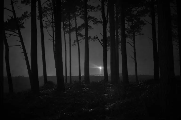 Beacon through the pines