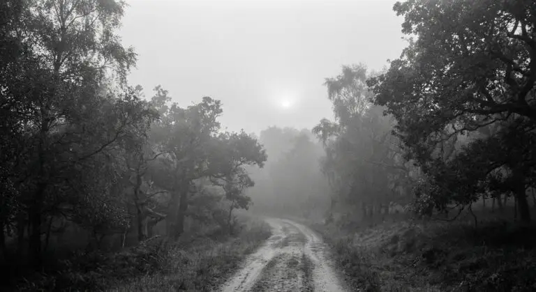 Misty Scottish woodland parallels