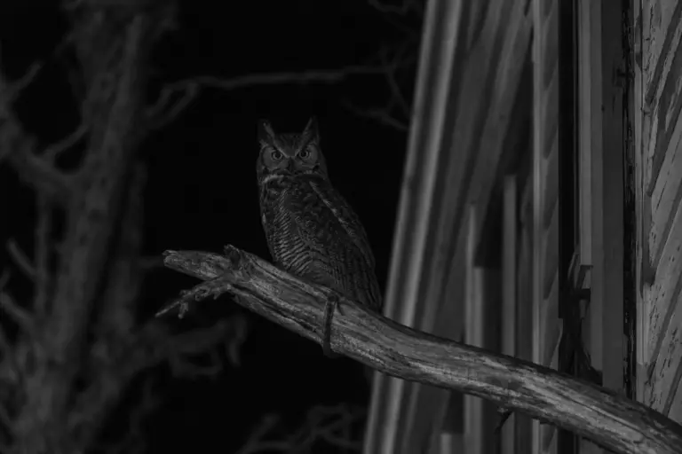 Owl in Ambiguous Light